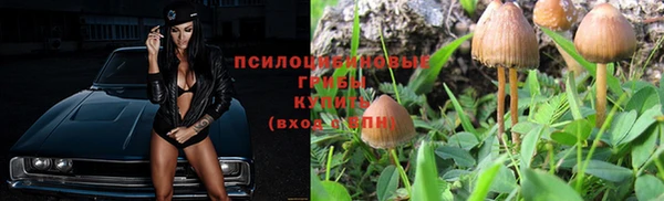 прущие грибы Чекалин